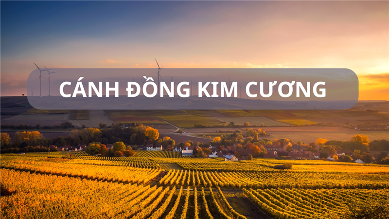 CÂU CHUYỆN "CÁNH ĐỒNG ĐẦY KIM CƯƠNG"