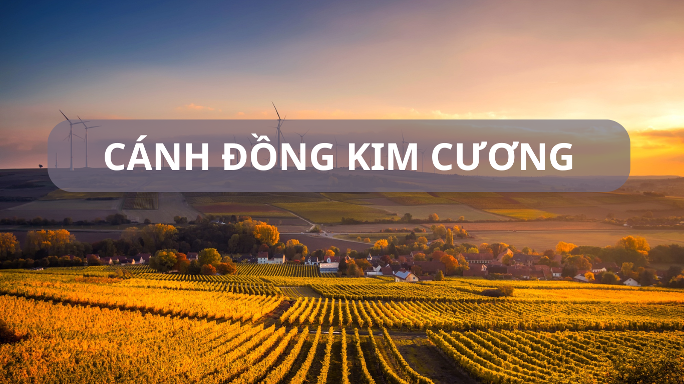 NHỮNG CÁNH ĐỒNG KIM CƯƠNG